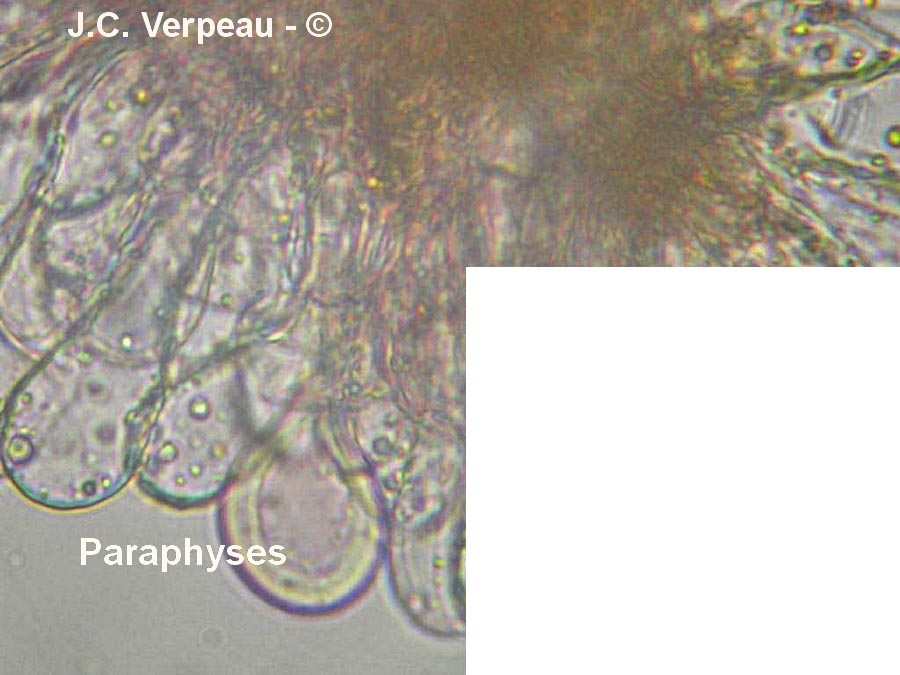 Melampsora caprearum